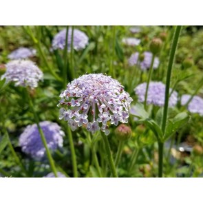 Blue Lace Flower 