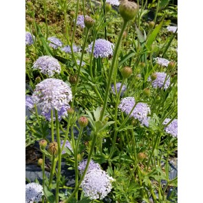 Blue Lace Flower Seeds (Certified Organic)