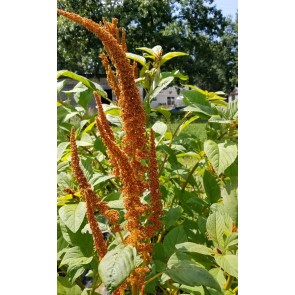 Amaranth 'Hot Biscuits'