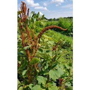 Amaranth 'Hot Biscuits' Seeds (Certified Organic)