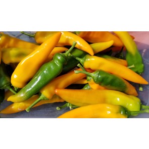 Sweet Pepper ‘Tequila Sunrise' Seeds (Certified Organic)