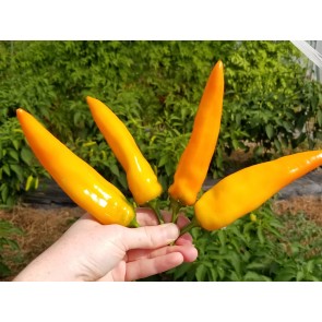 Sweet Pepper ‘Tequila Sunrise' Seeds (Certified Organic)