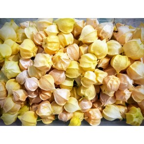 Ground Cherries