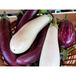 Eggplant ‘Casper’ Seeds (Certified Organic)