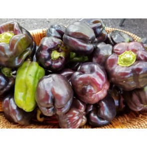 Bell Pepper 'Purple Beauty'