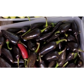 Hot Pepper ‘Purple Jalapeno Variegated Leaf’ Seeds (Certified Organic)