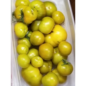 Tomato 'Lime Green Salad' 