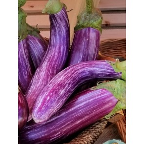 Eggplant ‘Tsakoniki’ 