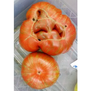 Tomato 'Girl Girl's Weird Thing' Seeds (Certified Organic)