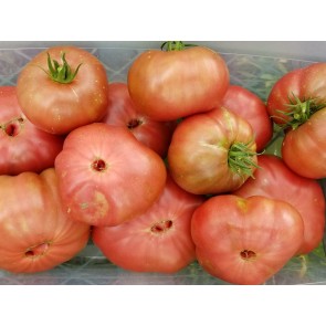 Tomato 'Chocolate Stripes Cross' Seeds (Certified Organic)