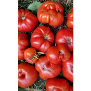 Tomato 'Sicilian Saucer' Seeds (Certified Organic)