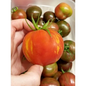 Tomato 'Red Zebra' 