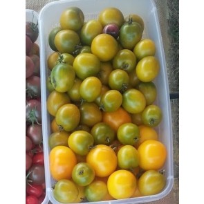 Tomato 'Green Grape' Seeds (Certified Organic)