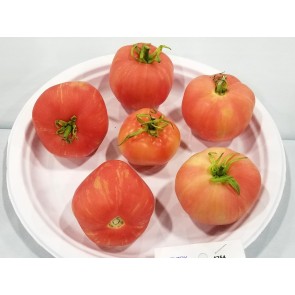 Tomato 'Pink Furry Boar' 