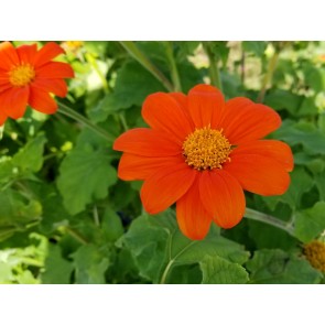 Mexican Sunflower 'Orange Torch' 