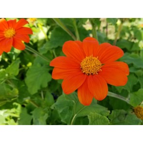 Mexican Sunflower 'Red and Orange Torch Mix' Seeds (Certified Organic)