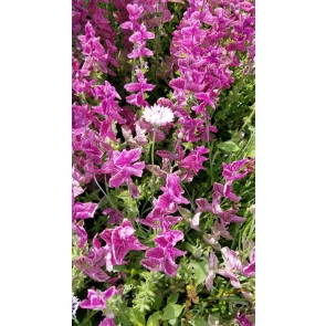 Salvia 'Marble Arch Rose' 