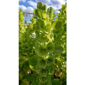 Bells of Ireland Seeds (Certified Organic)