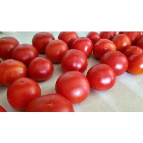 Tomato 'Matina' Seeds (Certified Organic)