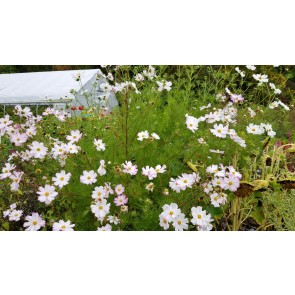 White Cosmos Seeds (Certified Organic)