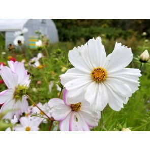 White Cosmos