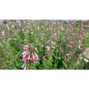 Hummingbird Salvia 'Coral Nymph' Seeds (Certified Organic)