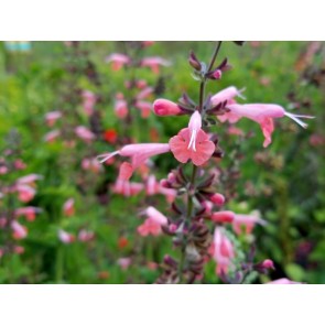 Hummingbird Salvia 'Coral Nymph' 