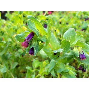 Honeywort AKA Blue Shrimp Plant AKA Blue Wax Flower