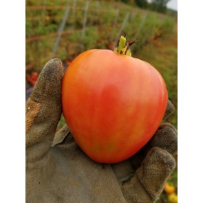 Tomato 'Dobrynya Nikitich'