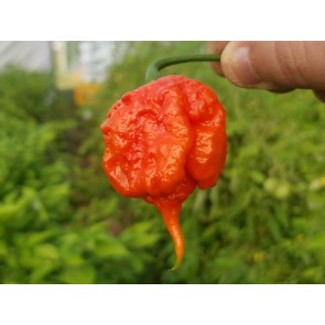 10 Dried Carolina Reaper Pepper Pods Harvested on our Farm, Certified Organic
