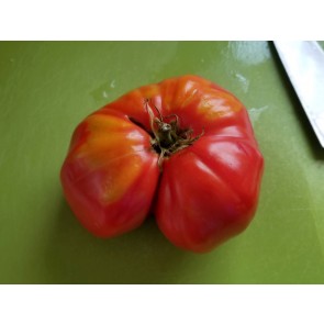 Tomato 'Carol Chyko's Big Paste' 