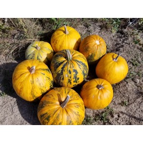 Pumpkin 'Kakai' Seeds (Certified Organic)