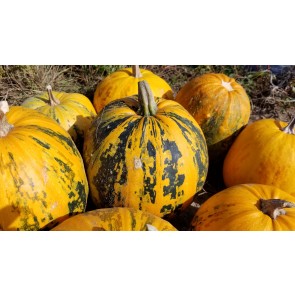 Pumpkin 'Kakai' Seeds (Certified Organic)