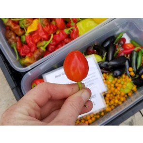 Hot Pepper ‘Inca Berry’ Seeds (Certified Organic)