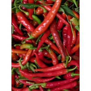 Hot Pepper ‘Long Red Cayenne’ Seeds (Certified Organic)