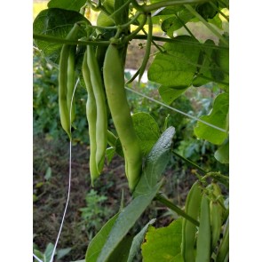 Snap Bean 'White Half Runner' Seeds (Certified Organic)