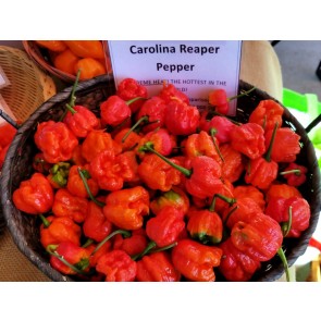 Hot Pepper ‘Carolina Reaper' Seeds (Certified Organic)
