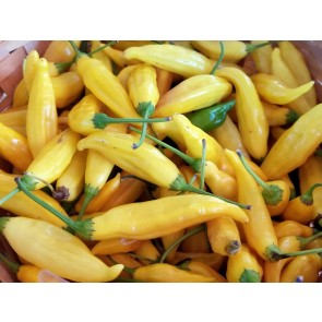 Hot Pepper 'Aji Lemon Drop' Seeds (Certified Organic)