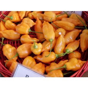 Hot Pepper 'Aji Mango' 