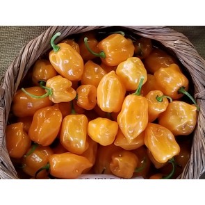 Hot Pepper 'Orange Habanero' 