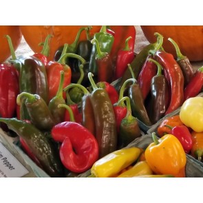 Sweet Pepper 'Corno di Toro Rosso’ Seeds (Certified Organic)