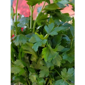 Parsley 'Giant of Italy' Seeds (Certified Organic)