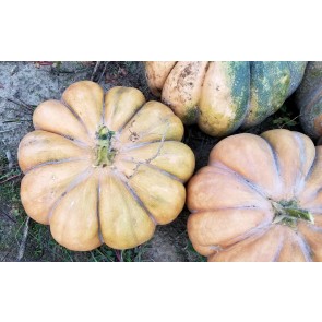 Pumpkin 'Cinderella' Seeds (Certified Organic)