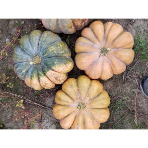 Pumpkin 'Cinderella' Seeds (Certified Organic) 