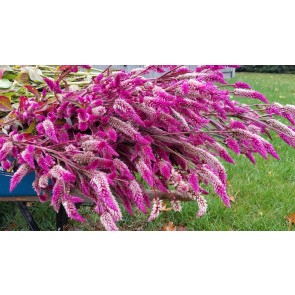 Wheatstraw Celosia ‘Flamingo Feather’