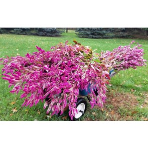 Wheatstraw Celosia ‘Flamingo Feather’ Seeds (Certified Organic)