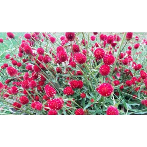 Globe Amaranth ‘Strawberry Fields’ Seeds (Certified Organic)