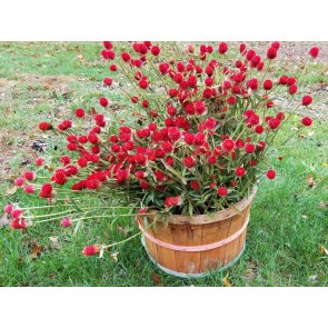 Globe Amaranth ‘Strawberry Fields’