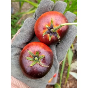 Tomato 'Indigo Apple'