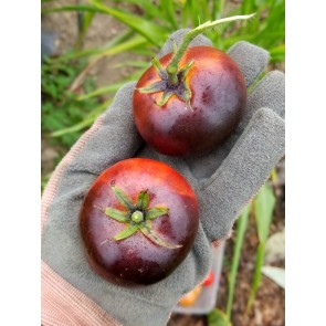 Tomato 'Indigo Apple' Seeds (Certified Organic)